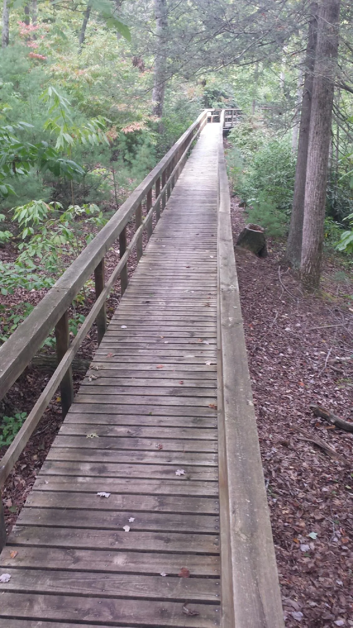 Long wood walkway with handrails built through the woods in Cottonton